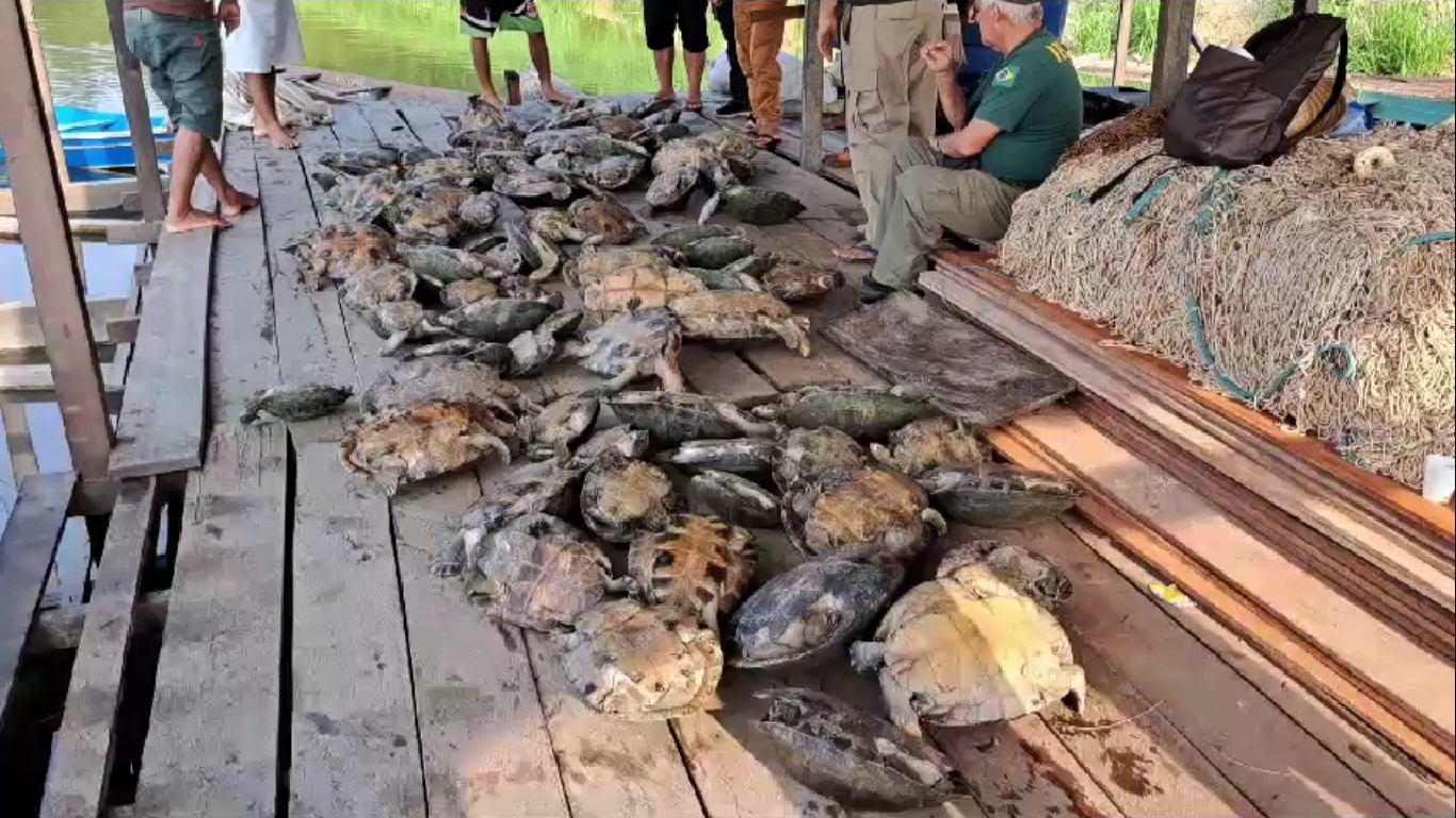 Homem flagrado com 100 quelônios é multado em meio milhão de reais no Amazonas