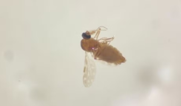 Rio de Janeiro registra 1º caso de Febre Oropouche após paciente viajar ao Amazonas