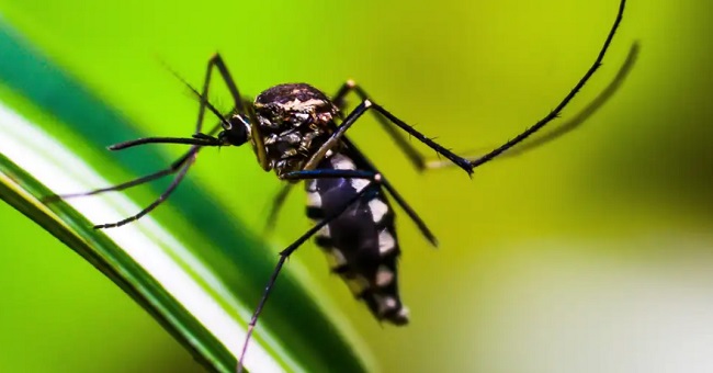 Amazonas investiga 7 mortes por dengue, aponta Ministério da Saúde