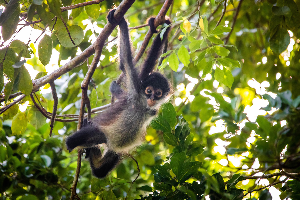 Macaco-aranha é resgatado após sofrer descarga elétrica na AM-010