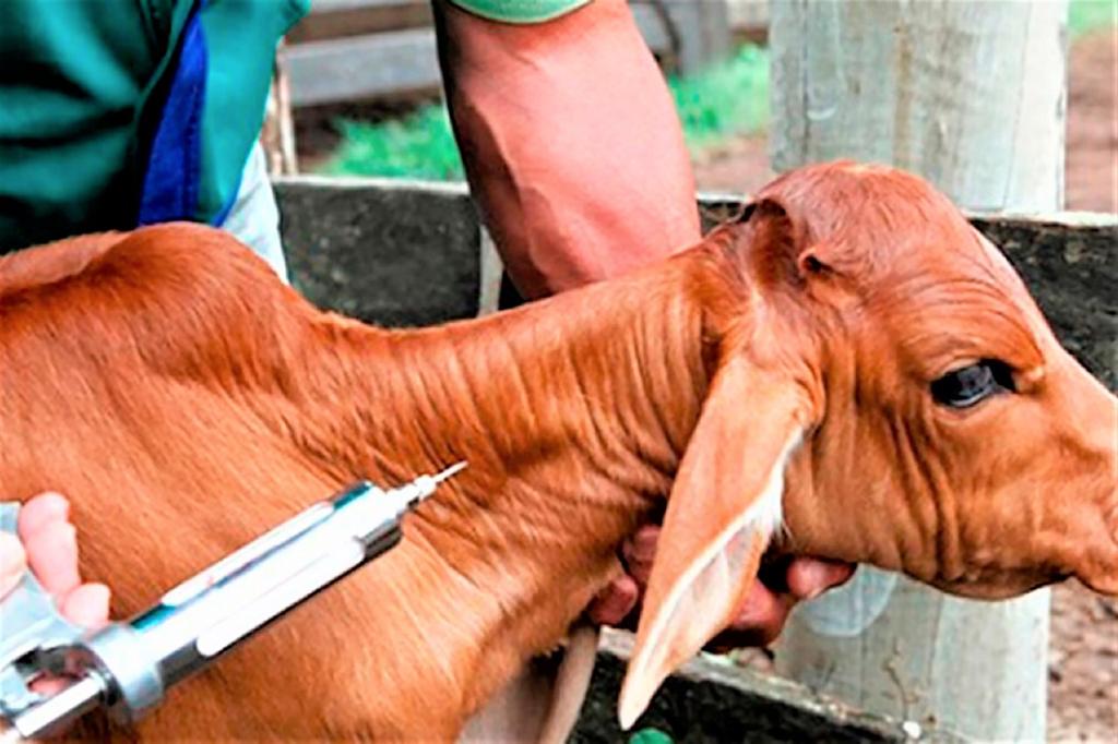 Veterinários devem atualizar cadastro para atuar na vacinação contra brucelose no Amazonas