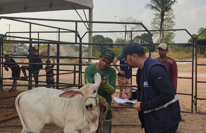 Amazonas torna obrigatória vacinação contra raiva em herbívoros em Urucará e Urucurituba
