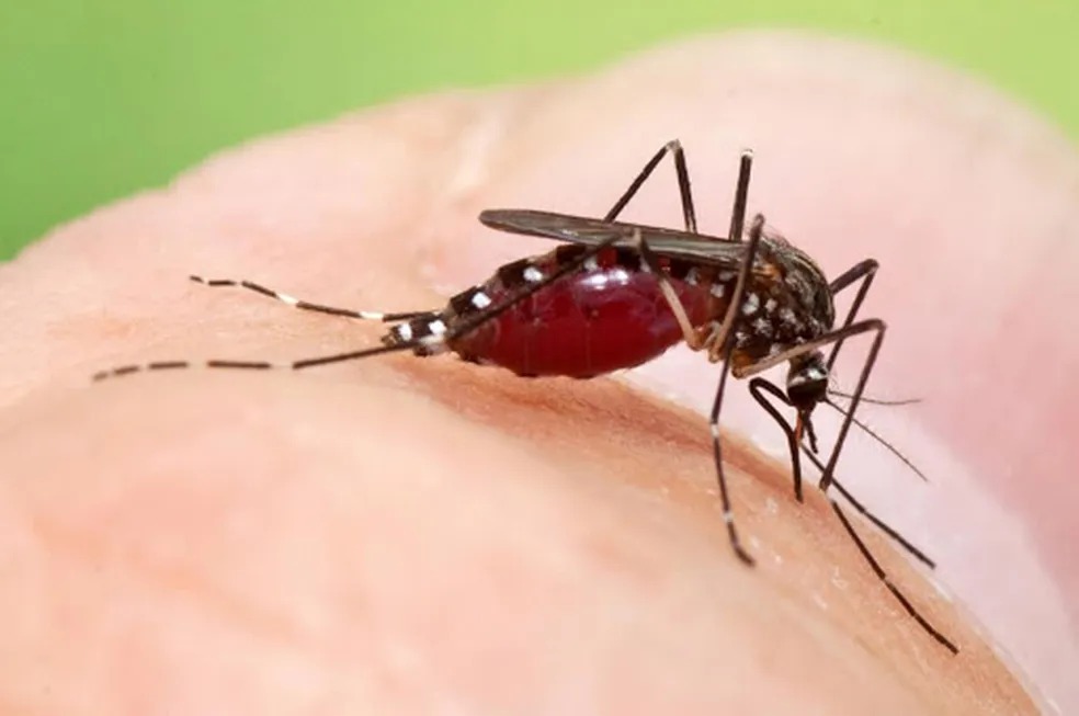 Oropouche: Conheça sintomas e prevenção da doença que tem mais de 300 casos em Manaus