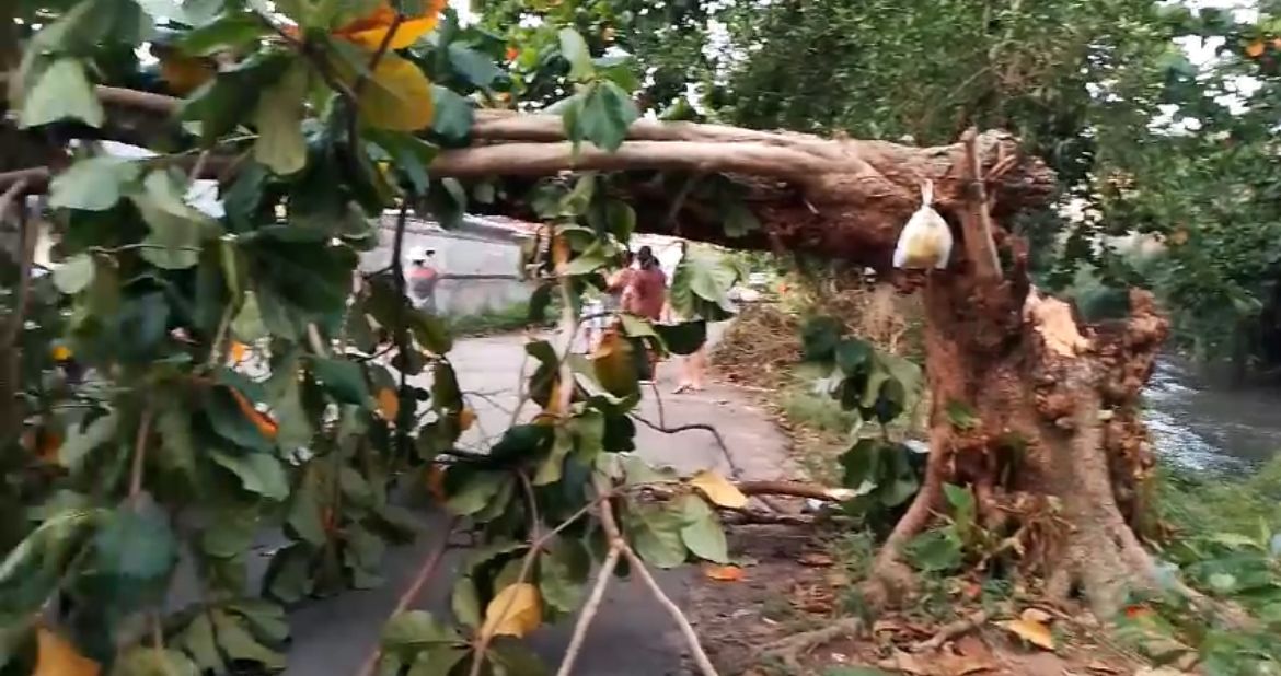 Moradores ficam presos após ventania derrubar poste e árvore em cima de casa