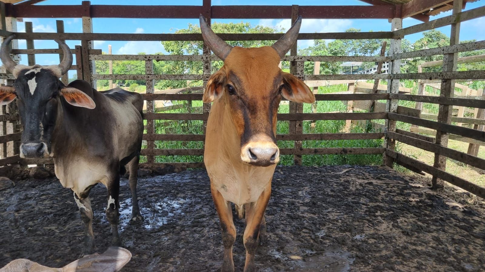Abatedouro clandestino em Barreirinha é interditado durante inspeção