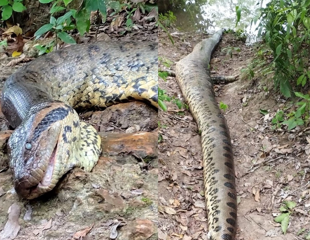 Perícia revela causa da morte de Ana Júlia, maior sucuri do mundo