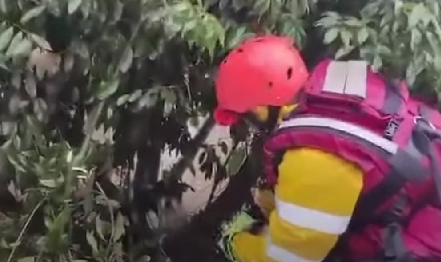 Cachorro debilitado é encontrado apoiado em cima de árvore em meio às enchentes no RS