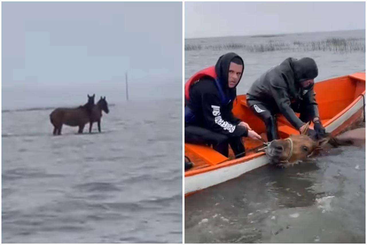 Éguas são resgatadas após passarem duas semanas ilhadas no RS