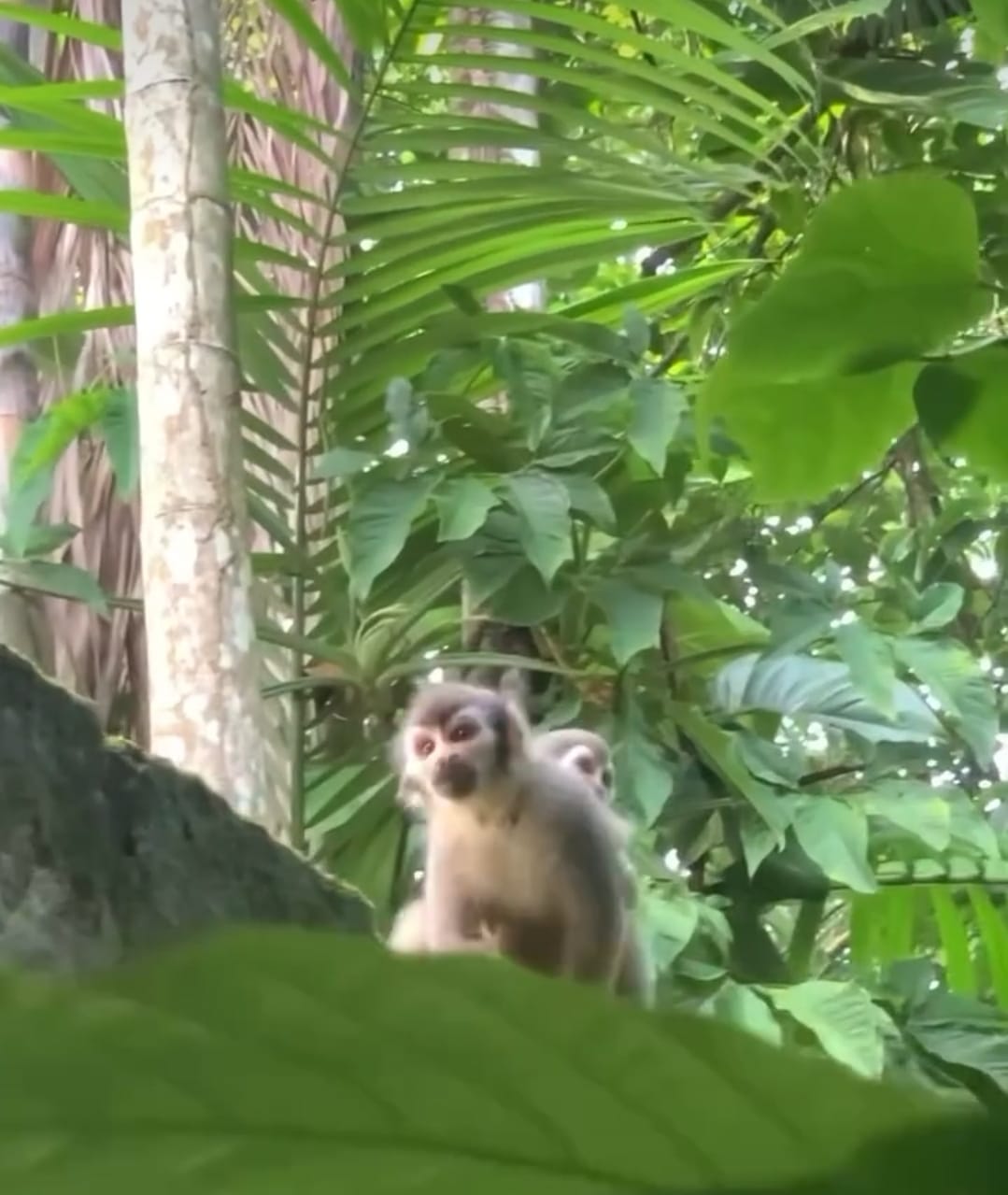 Bosque da Ciência tem programação gratuita na Semana do Meio Ambiente em Manaus