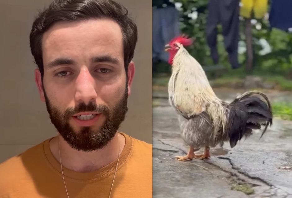 Galo de ex-bbb Matteus é roubado e família oferta recompensa:  'apavorado'