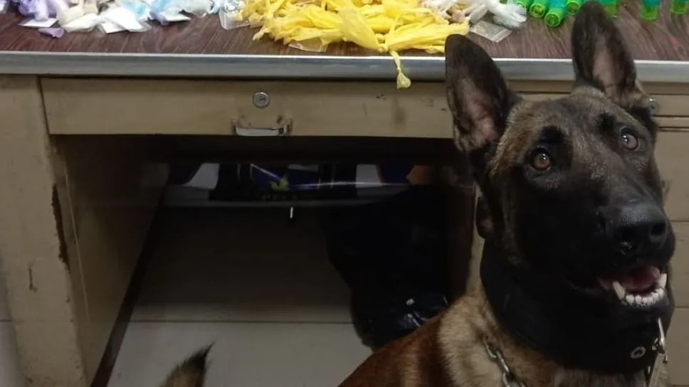 Cão farejador da PM descobre esconderijo de drogas