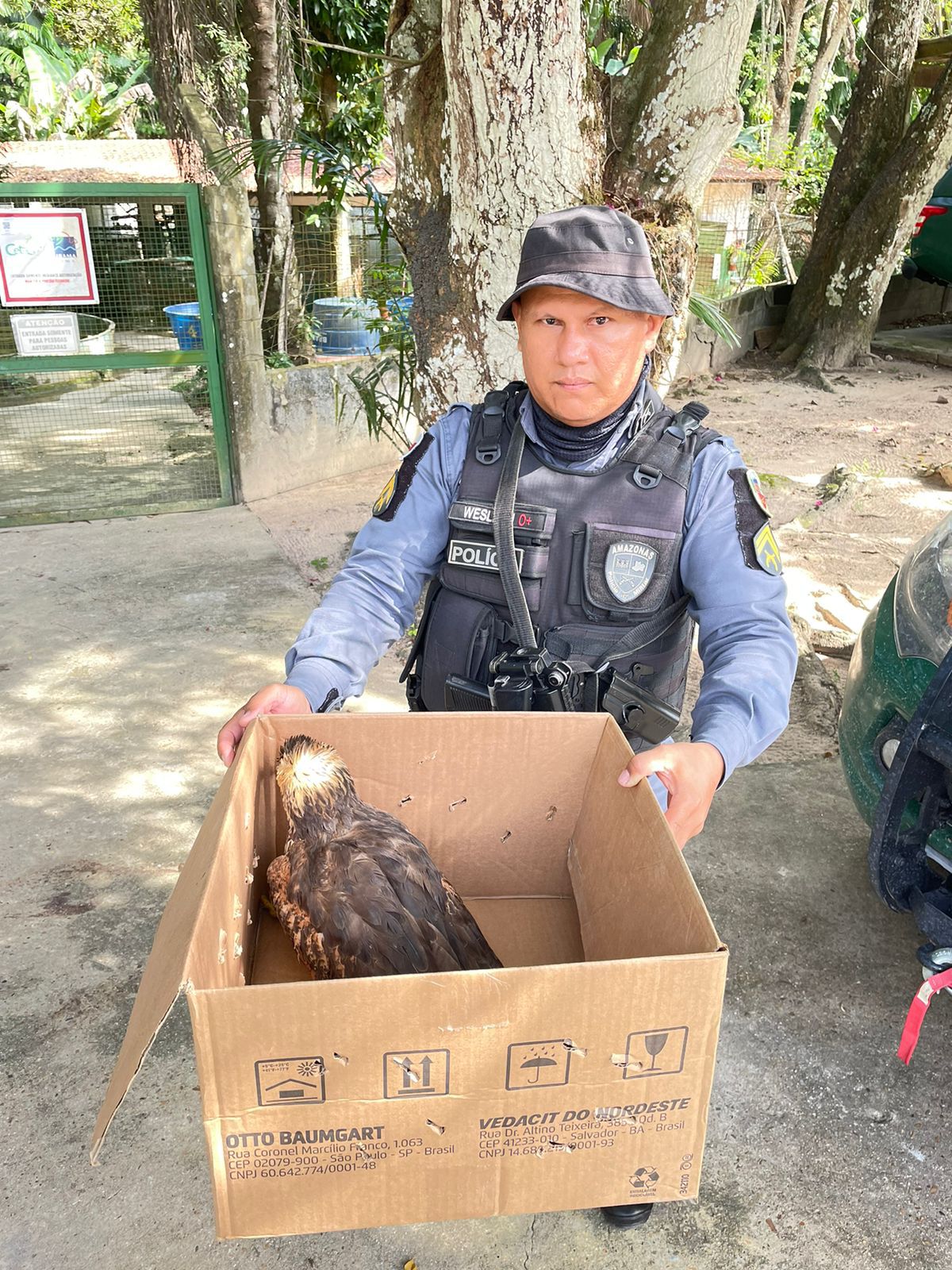 Morador encontra gavião ferido na AM-070 e entrega animal às autoridades