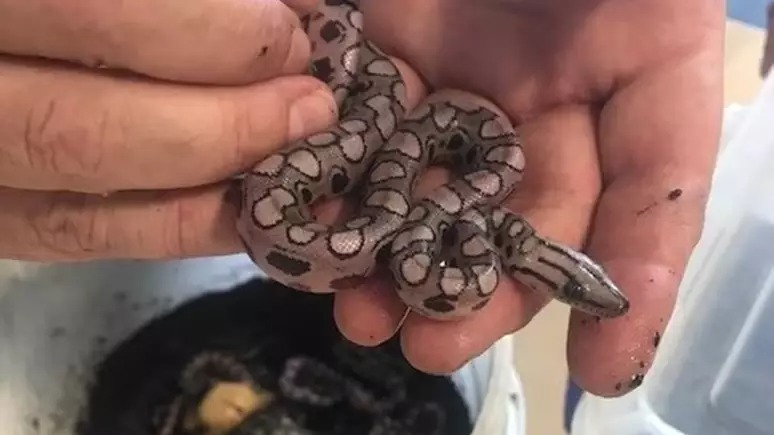 Jiboia 'Ronaldo' surpreende ao parir 14 filhotes mesmo isolado há 9 anos