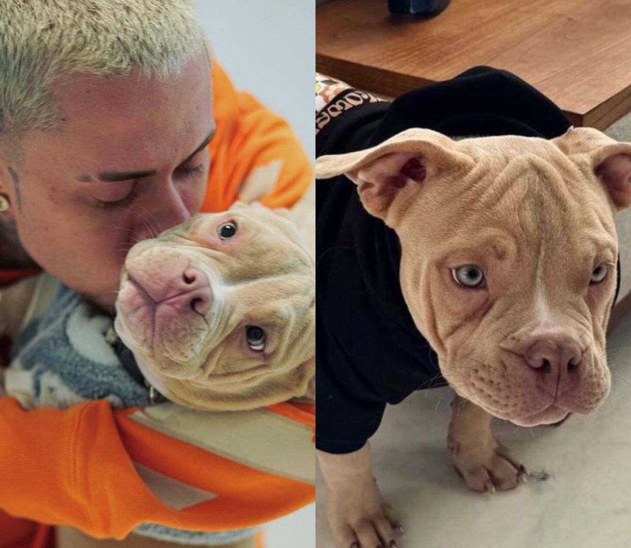 MC Daniel é chamado de irresponsável após seu cachorro morrer afogado