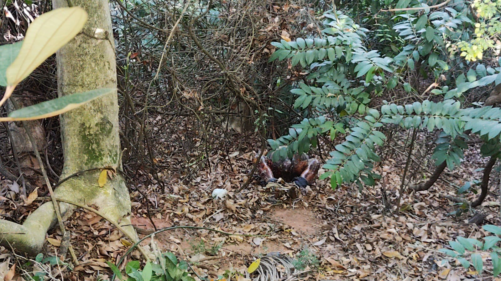 Decapitado, homem é achado apodrecendo em área de mata em Manaus