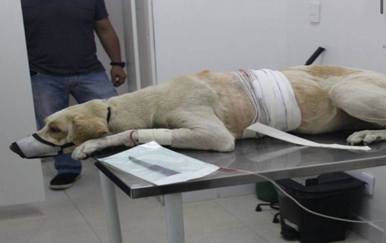 Homem alega que esfaqueou cachorro no Mutirão porque ele o mordeu; polícia contesta versão