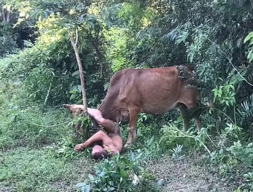 Nu, homem é atacado por vaca ao tentar abusar de animal em mata