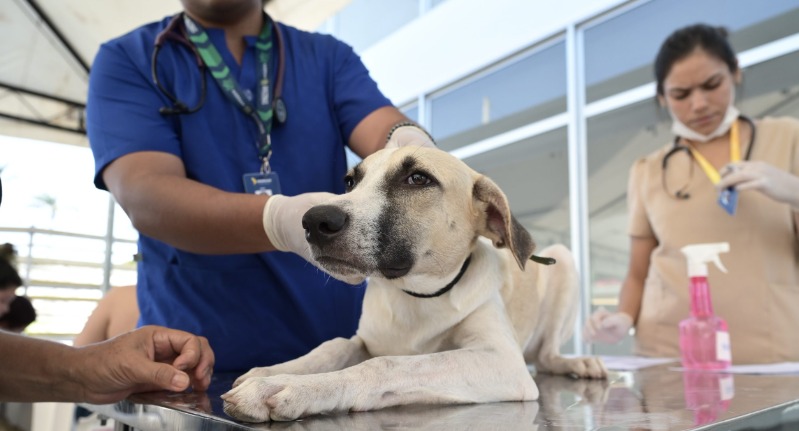Castramóvel realiza agendamento para castração de cães e gatos na Cidade Nova