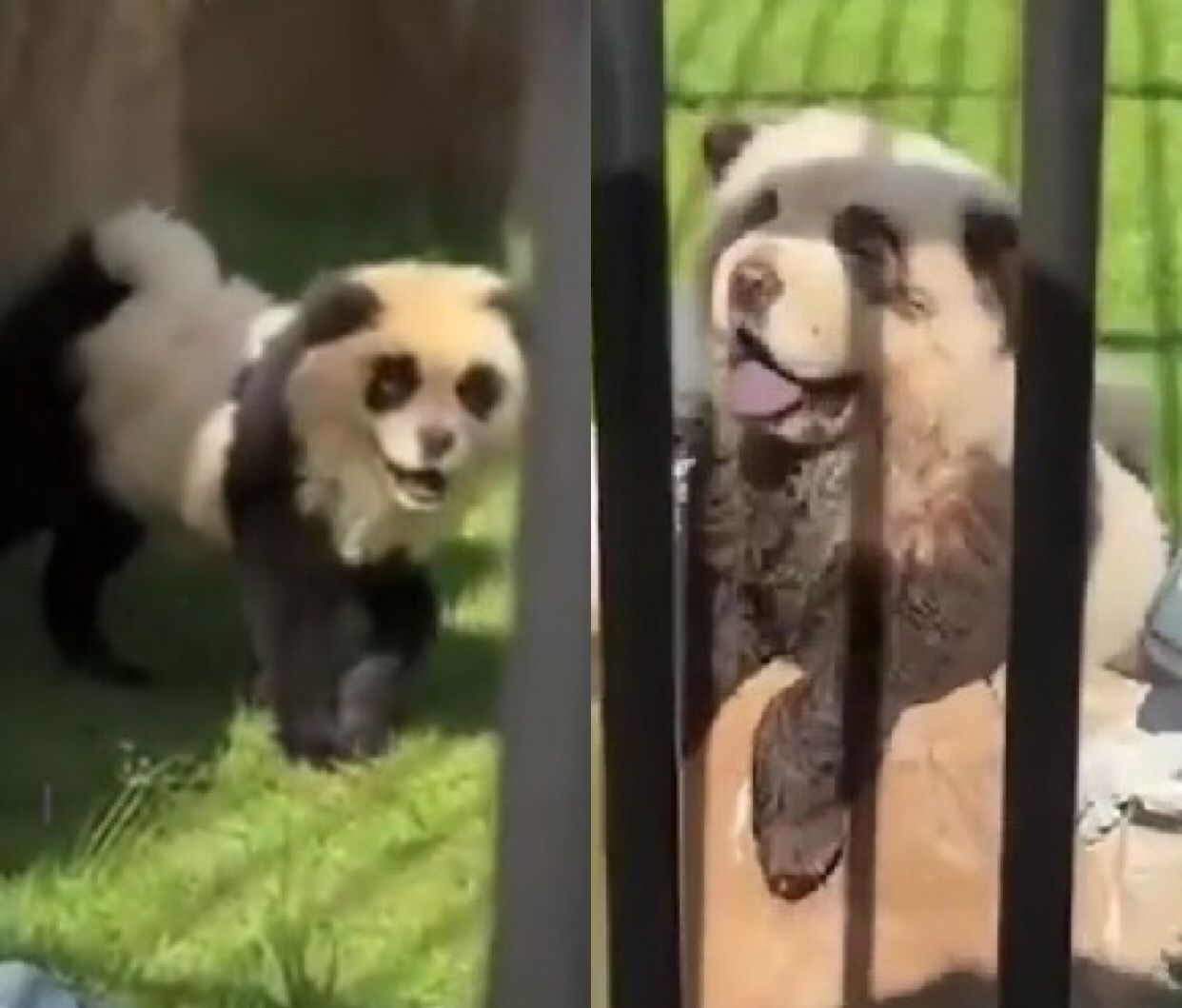 Zoo na China pinta cães da raça chow chow para parecerem pandas e choca visitantes