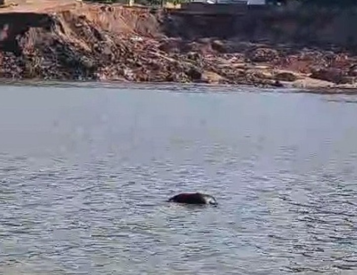 Corpo é encontrado boiando no porto da Terra Preta em Manacapuru 