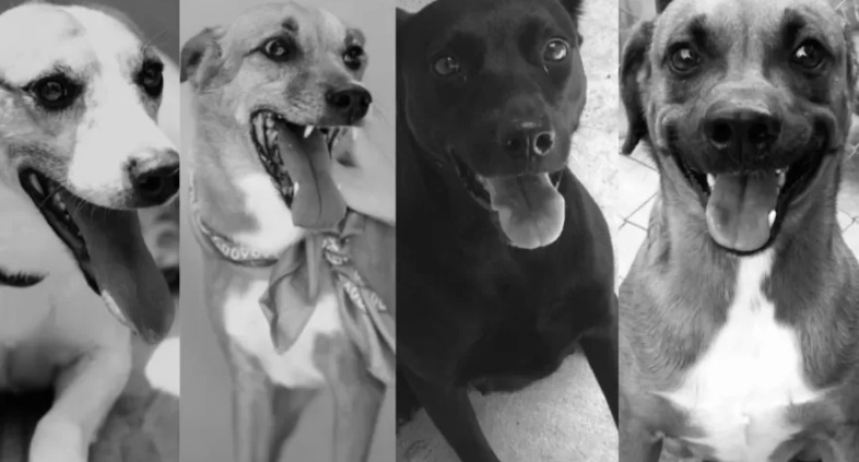Ataque de abelhas deixa quatro pessoas feridas e seis cachorros mortos em abrigo