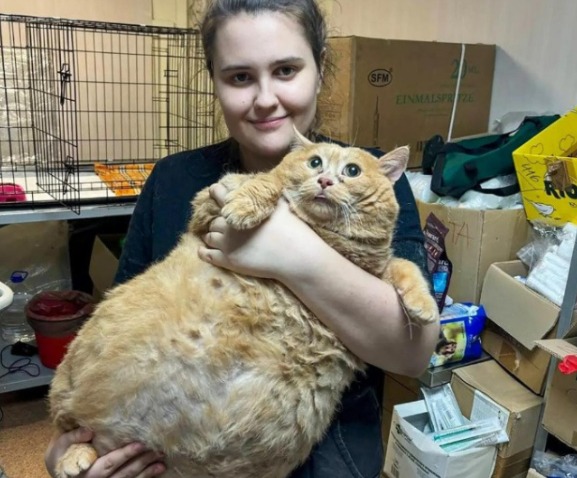 Com 17kg, gato mais gordo do mundo morre ao entrar em centro de emagrecimento