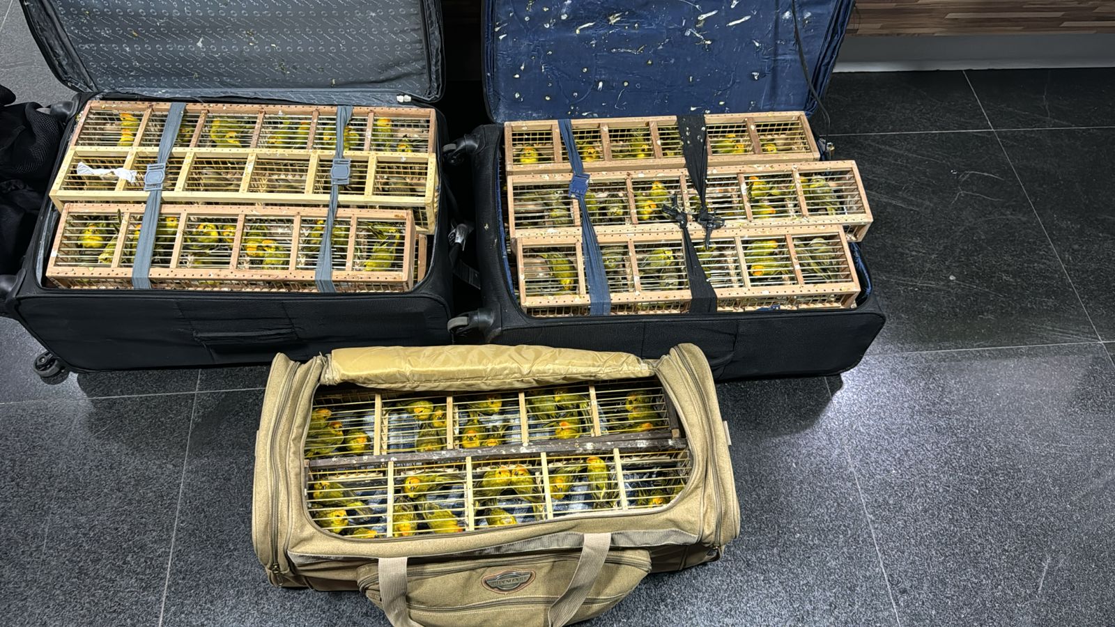 Homem é preso tentando embarcar com 300 canários em malas no aeroporto de Manaus