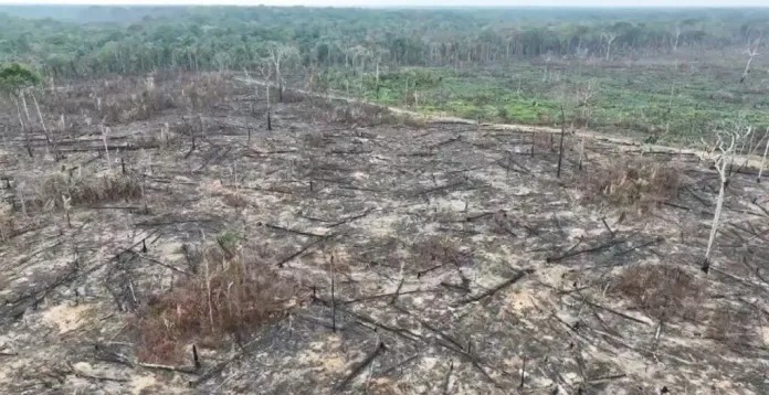 TRF nega liberdade a acusado de grilagem de terras e devastação de floresta no Amazonas