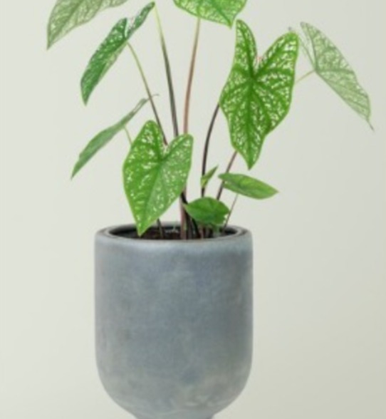 Mãe tenta matar filha jogando um jarro de planta na cabeça dela enquanto dormia