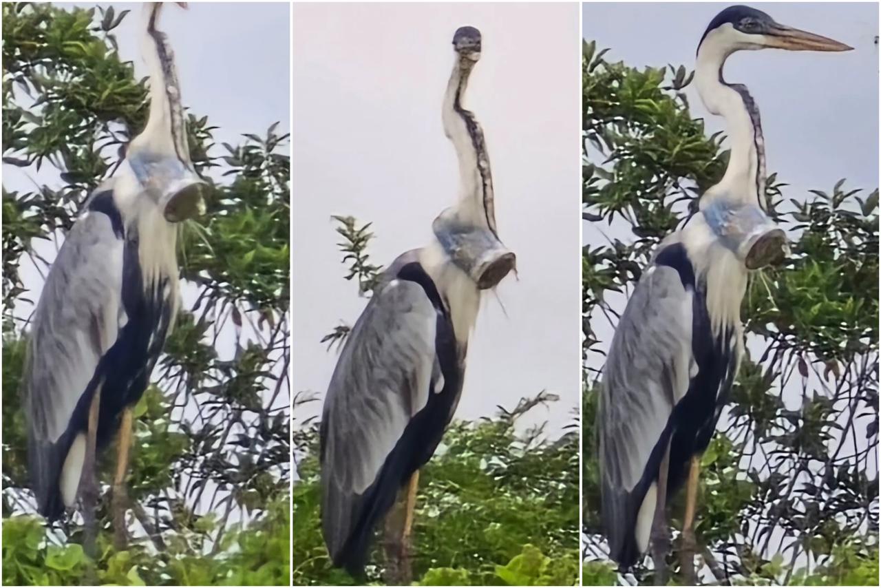 Garça é resgatada após 11 dias com copo plástico preso ao pescoço; fotos