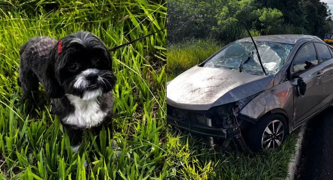 Carro capota com duas crianças após cachorro pular no colo de motorista