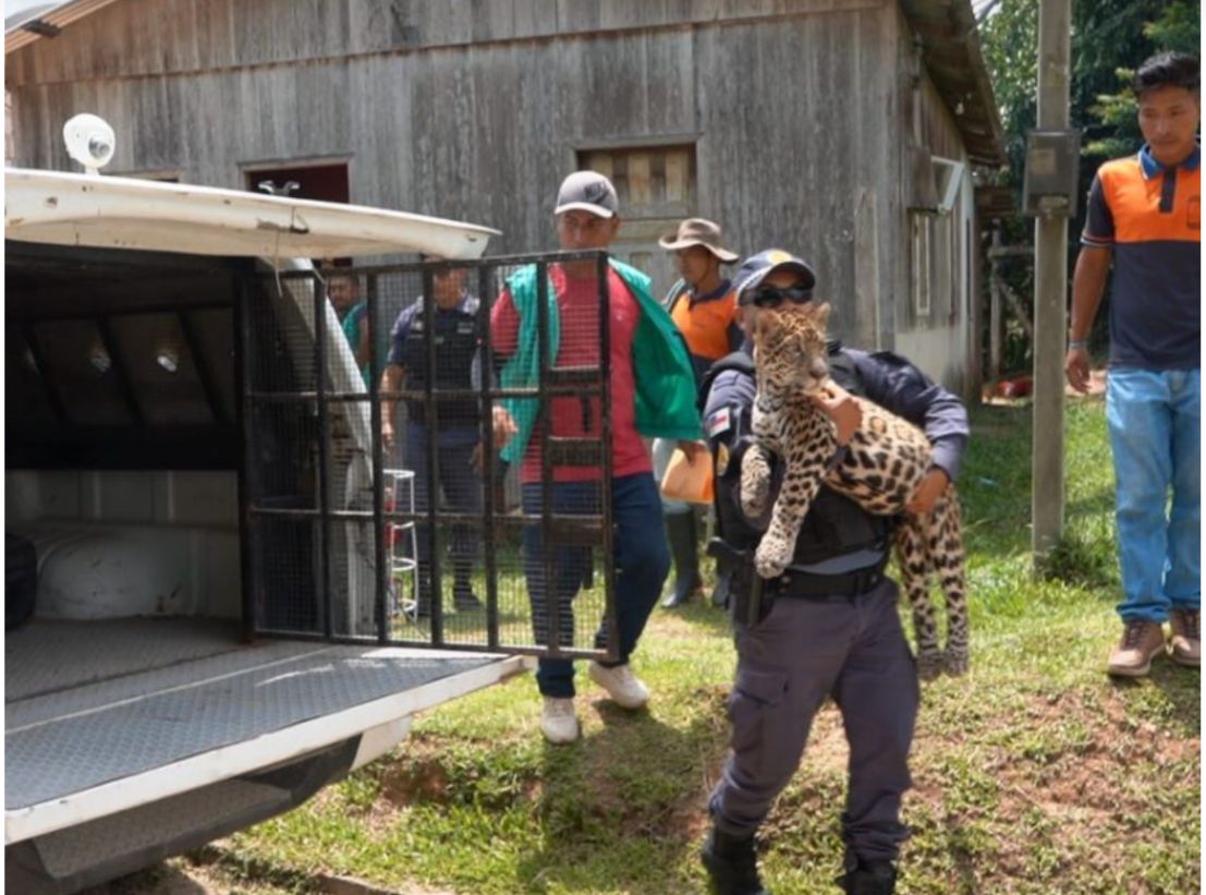 Filhote de onça mantido como animal de estimação por família é resgatado no Amazonas