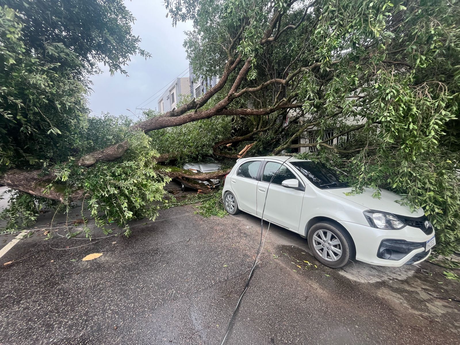 Fotos: Queda de árvore atinge quatro carros em Manaus 