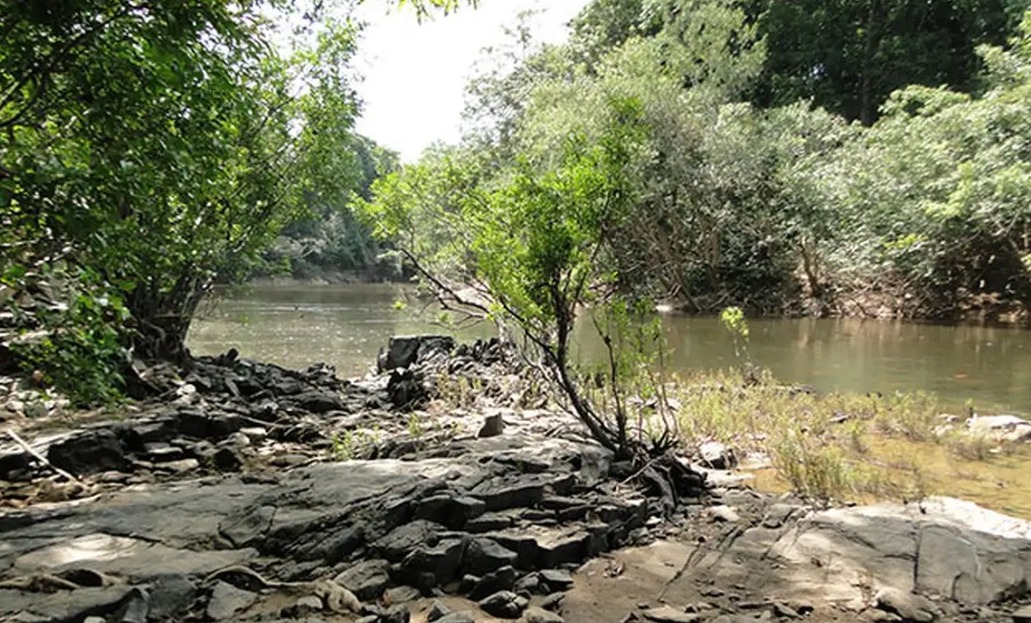 Governo lança edital para concessão da Flona do Jatuarana, no Amazonas