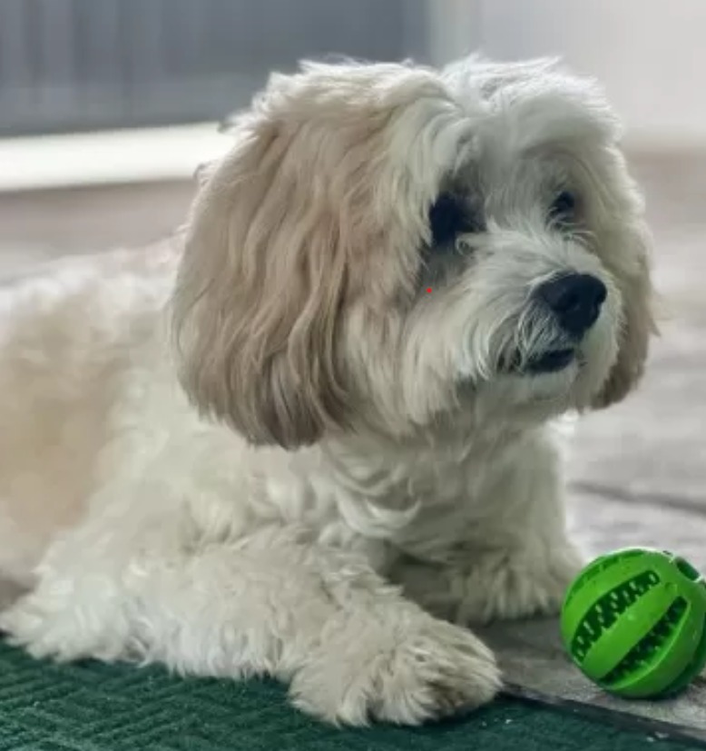 Cão é aceito pela Justiça como autor de processo contra clínica por danos morais