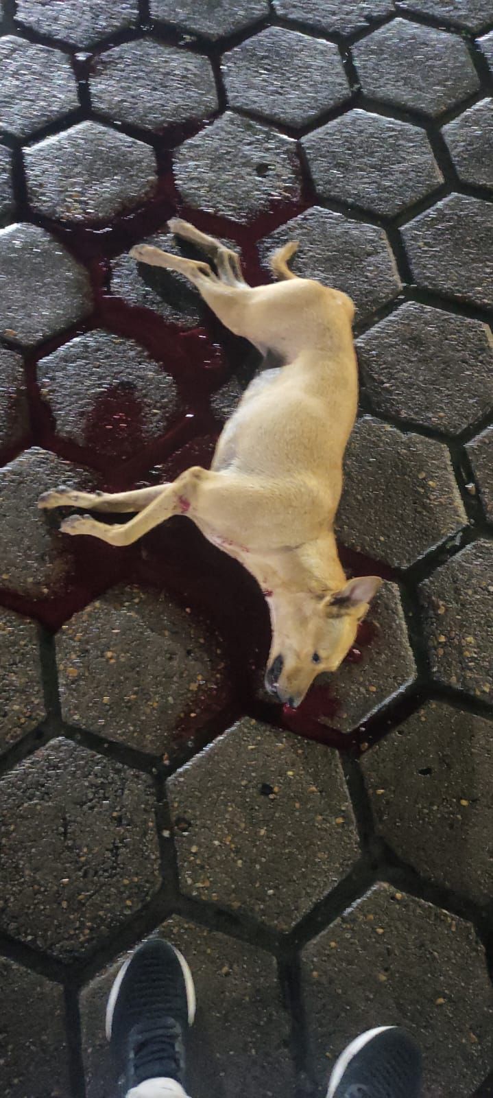 Dema investiga morte de cadela que levou tiro no Platão Araújo