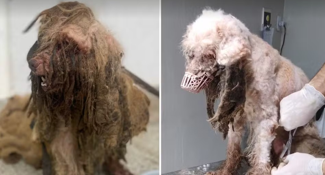 Cachorro com quase 3 kg de pelos sujos é resgatado de maus-tratos e dona é presa