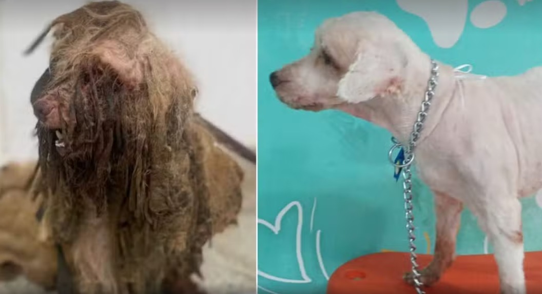 Cachorro resgatado de maus-tratos com 3 kg de pelos sujos ganha novo lar em Fortaleza