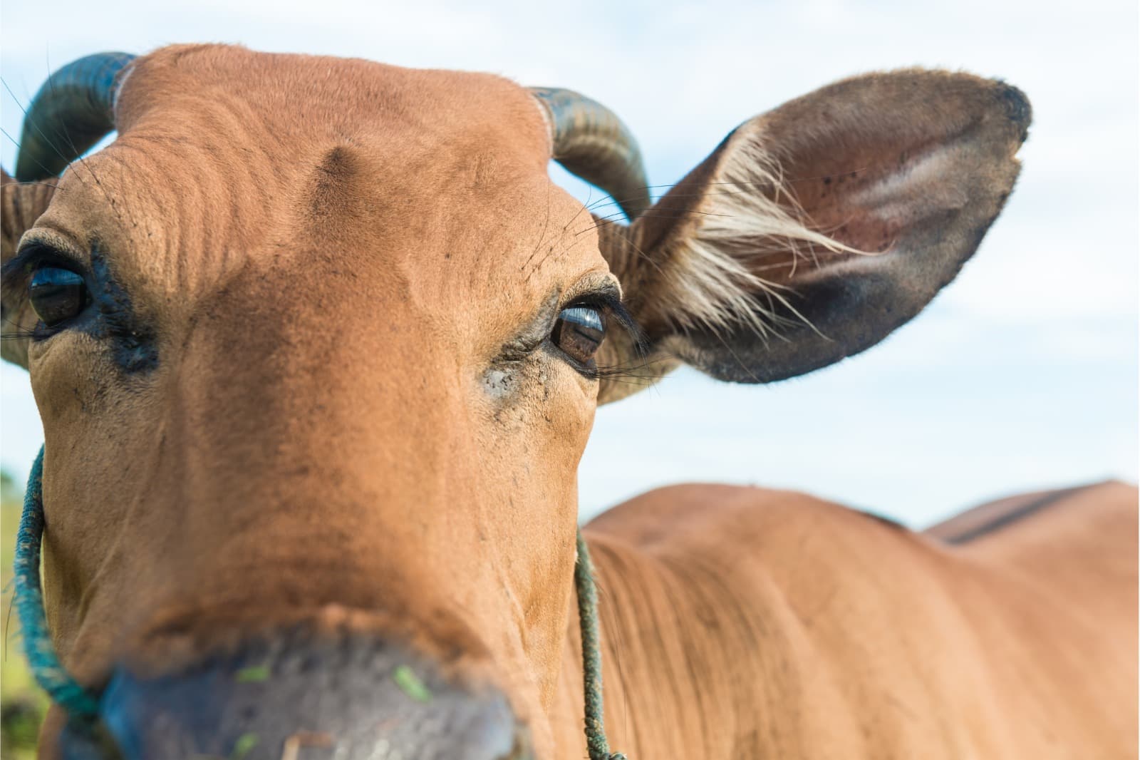 MPAM investiga matadouro em Manacapuru por crimes ambientais