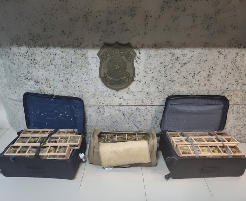 Homem é condenado por tentar viajar com 300 aves em malas em aeroporto de Manaus