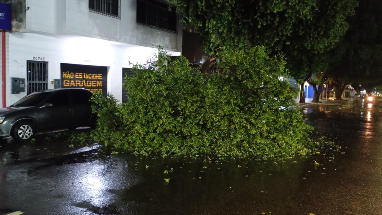 Árvore tomba na Av. Joaquim Nabuco durante chuva e ventania em Manaus