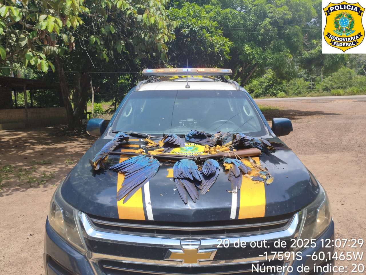 Polícia Federal prende homem com arma e carcaças de aves ameaçadas na BR-174