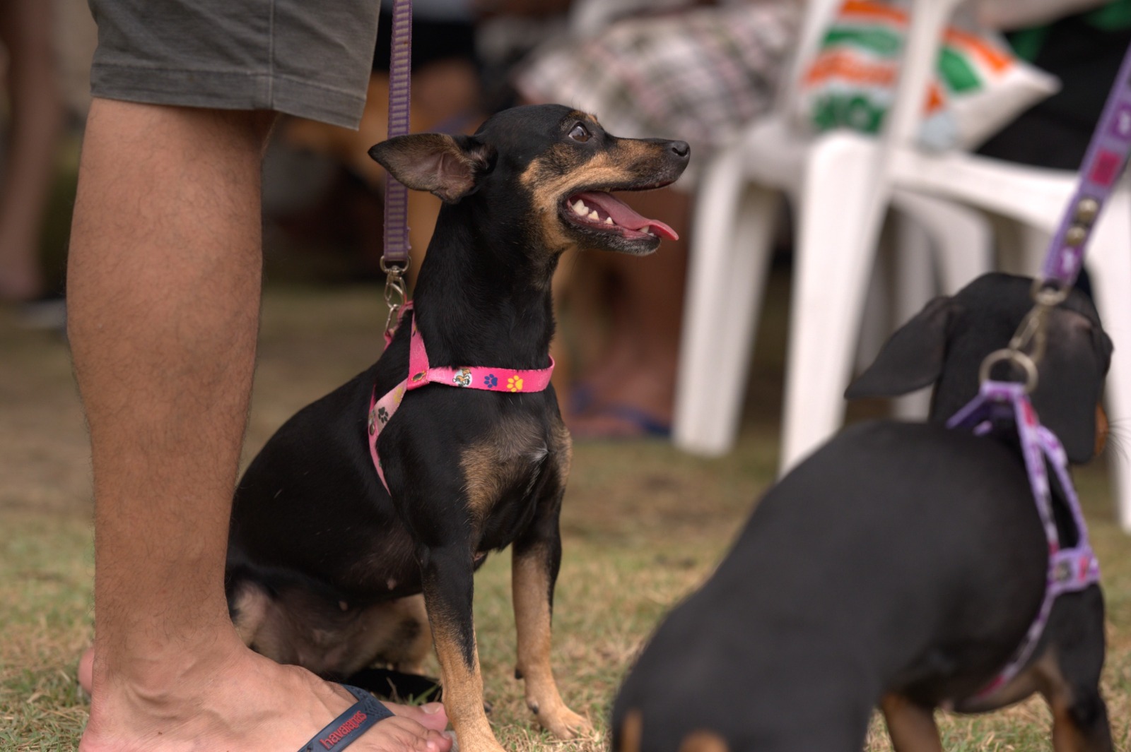 Castramóvel libera 120 vagas para castração gratuita no Jorge Teixeira nesta quarta