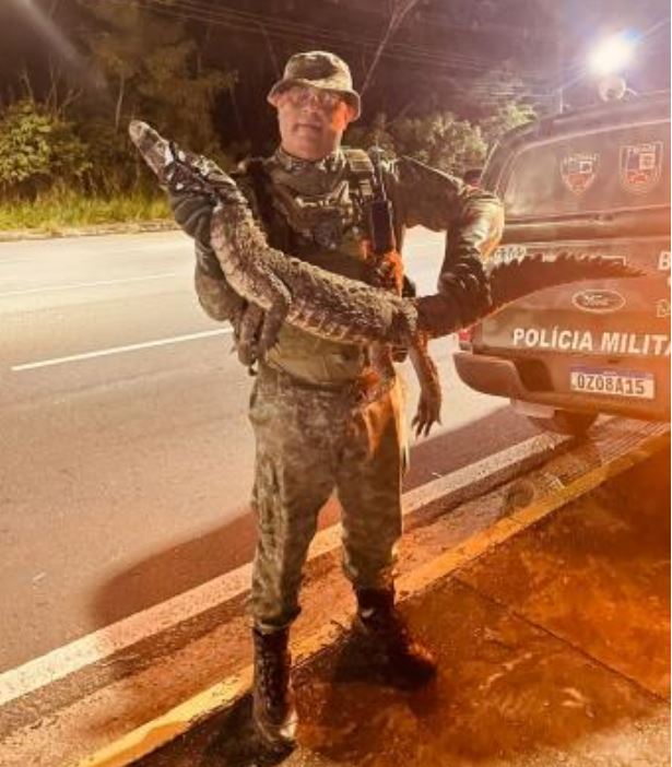 Jacaré surge no meio da rua e assusta moradores no bairro Parque 10