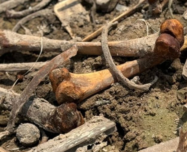 Populares encontram osso humano na Feira da Panair 