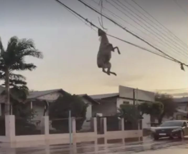 Ovelha surge pendurada pelo pescoço em fiação após passagem de ciclone, veja vídeo