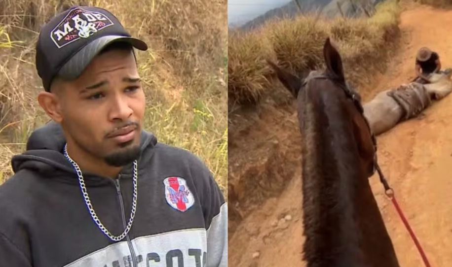 MP denuncia homem que decepou patas de cavalo no interior de SP