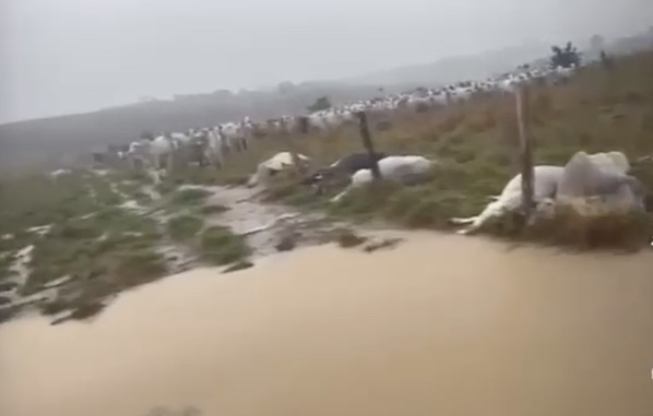 Pecuarista estima prejuízo superior a R$ 30 mil após morte de bois em Apuí