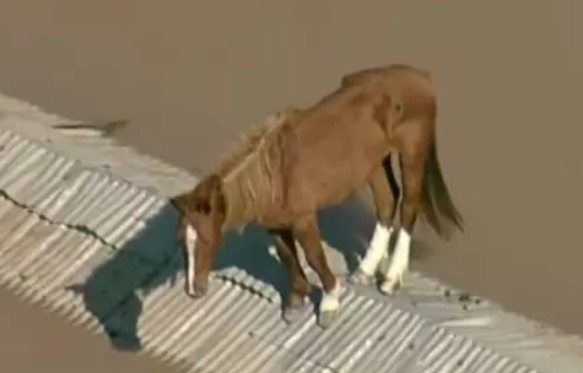 Veja como está cavalo Caramelo que ficou ilhado em telhado no RS