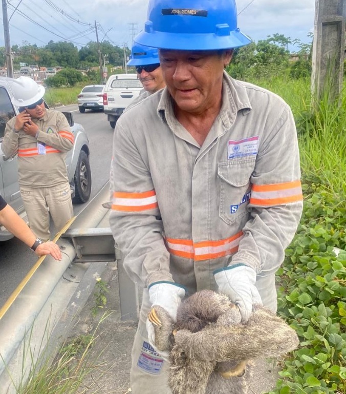 Bicho-preguiça provoca apagão e deixa bairros de Manaus sem energia